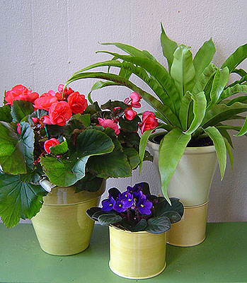 http://www.vira.ru/storage/enc/design/flowers-flowers1.jpg